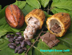 Cacao click to Enlarge