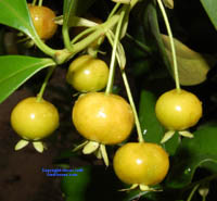 Yellow Brazilian Cherry click to Enlarge