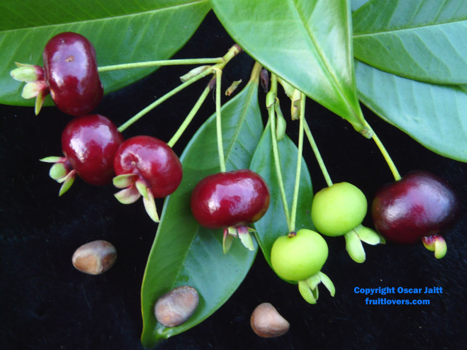 20 cherry seed Australia black cherry tree rare fruit tree seeds for home garden