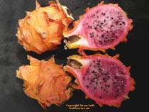 Dragon Fruit Orange click to Enlarge