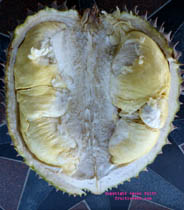 Durian click to Enlarge