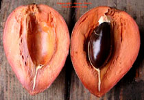 Mamey Sapote Click to Enlarge