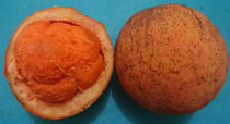 Orange Sherbet click to Enlarge