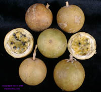 Sweet Calabash Passionfruit click to Enlarge