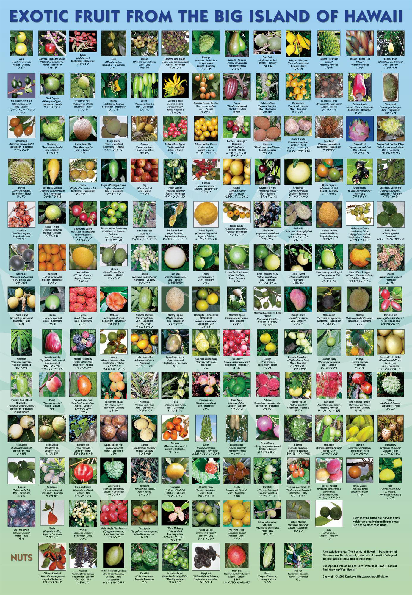 tropical fruit poster